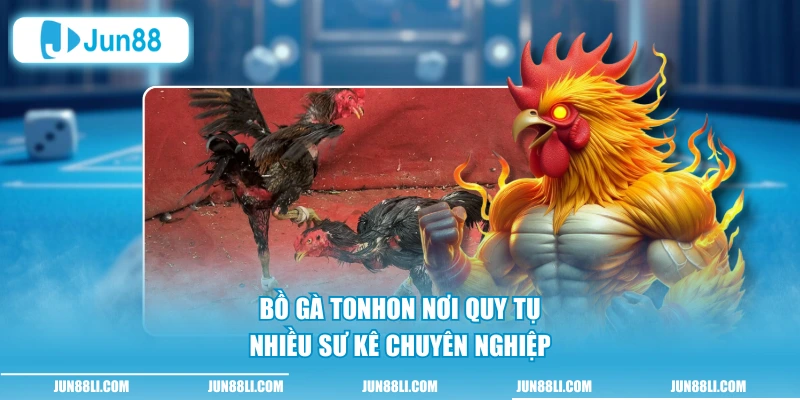 Bồ Gà Tonhon nơi quy tụ nhiều sư kê chuyên nghiệp